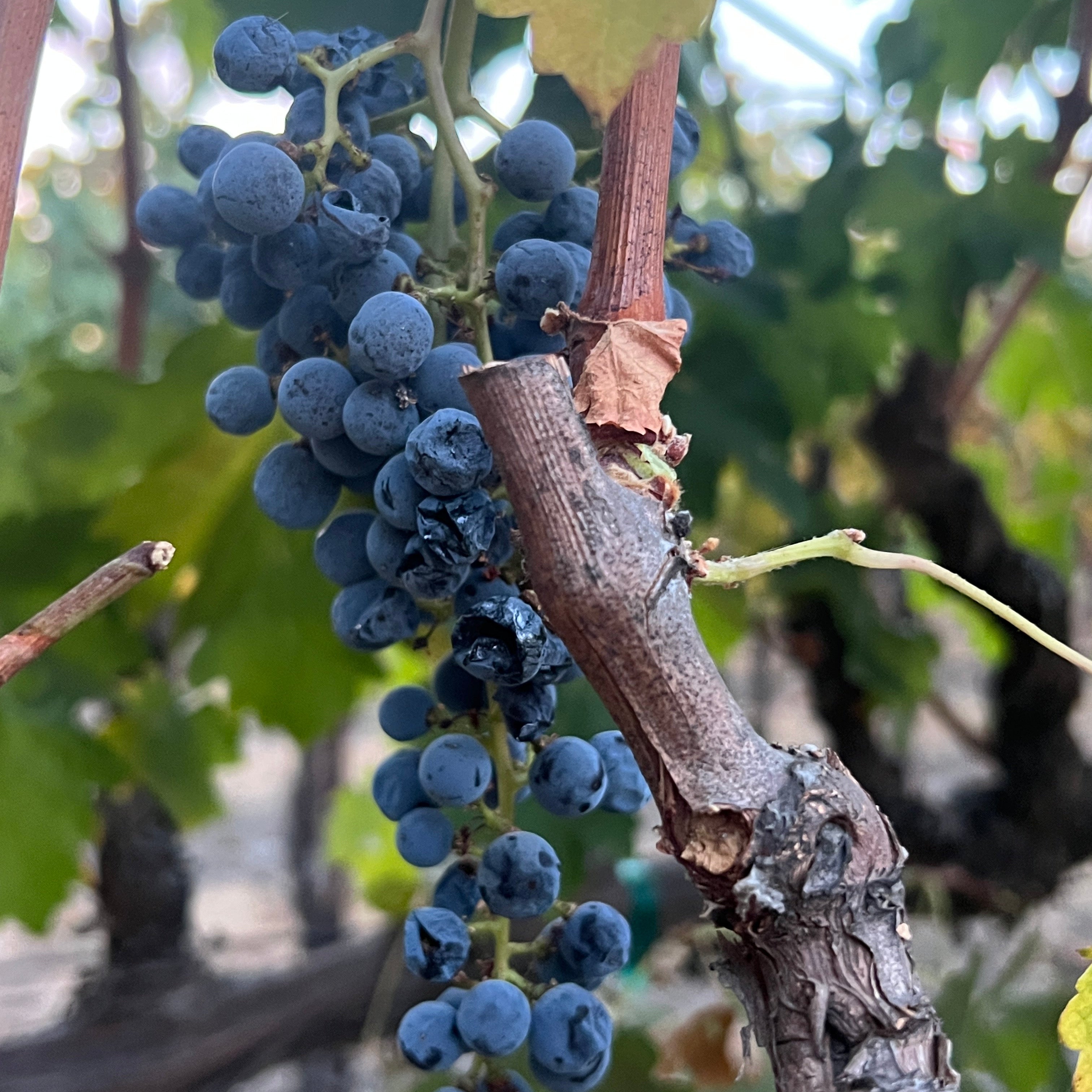 Is Your Skin ready for a Spring Refresh? Try Wine