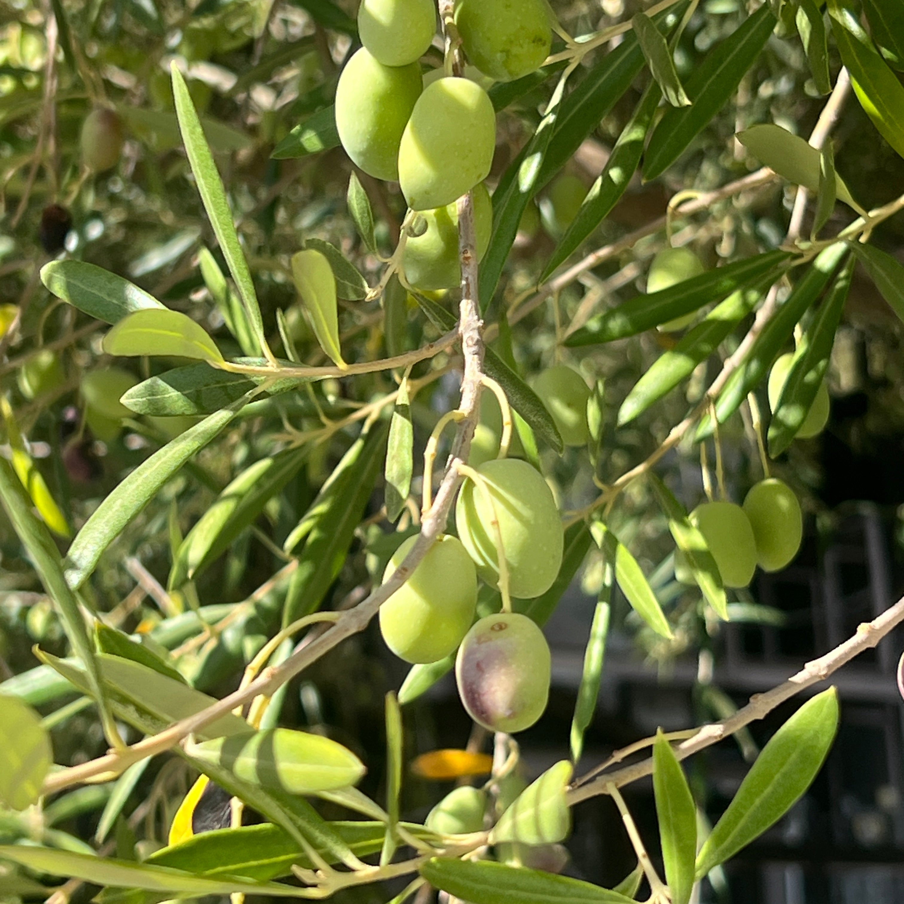 Olive Oil & Skincare: The Timeless Ingredient for Modern Self-Care