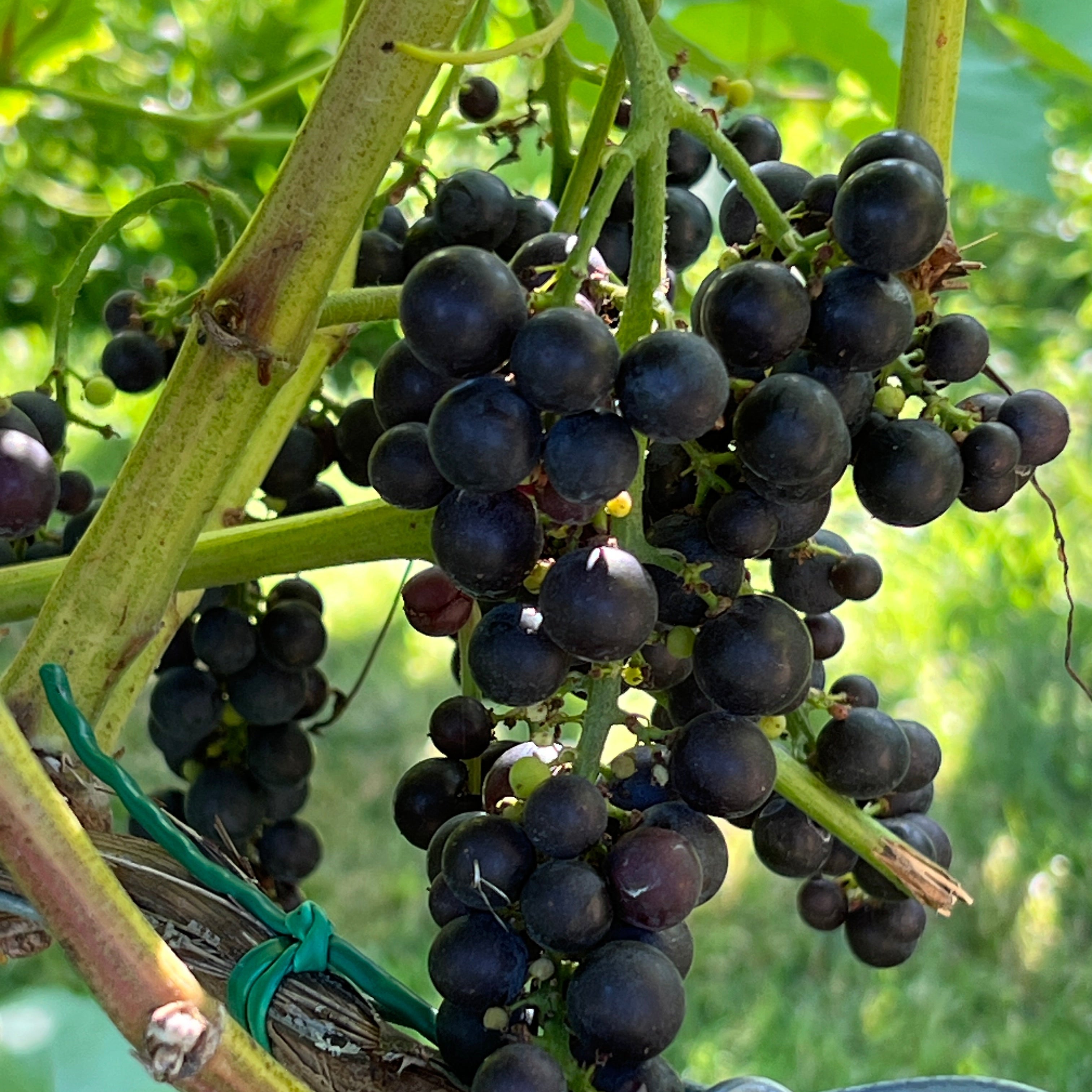 From Grape to Glow: How Upcycled Vineyard Ingredients Transform Skin