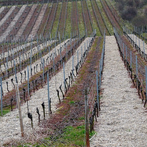 Rolling vineyard hills in winter