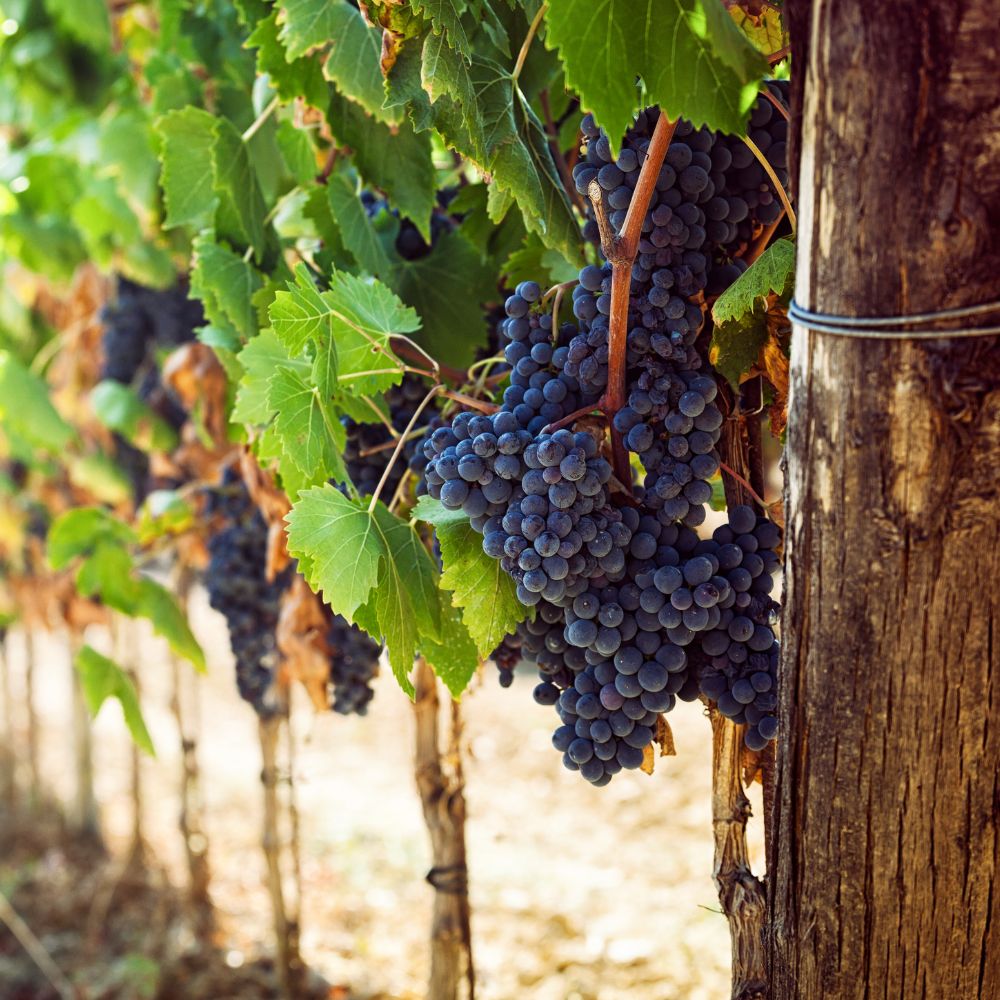 Vineyard scene as a key ingredient in Vineyard Morning