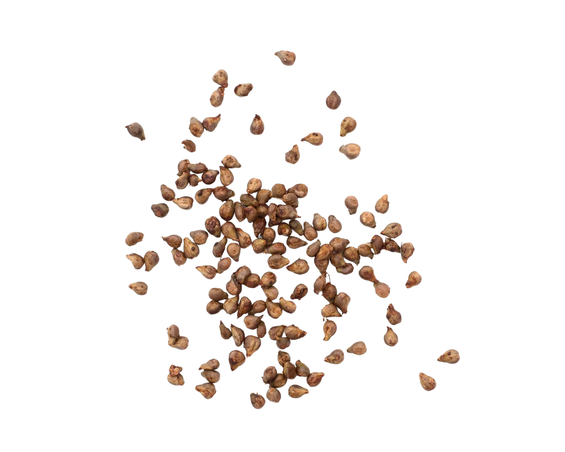 grape seeds