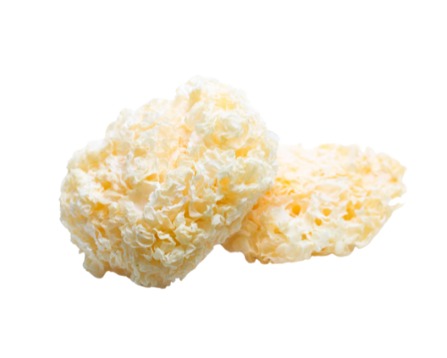 snow mushroom on a white backgroun