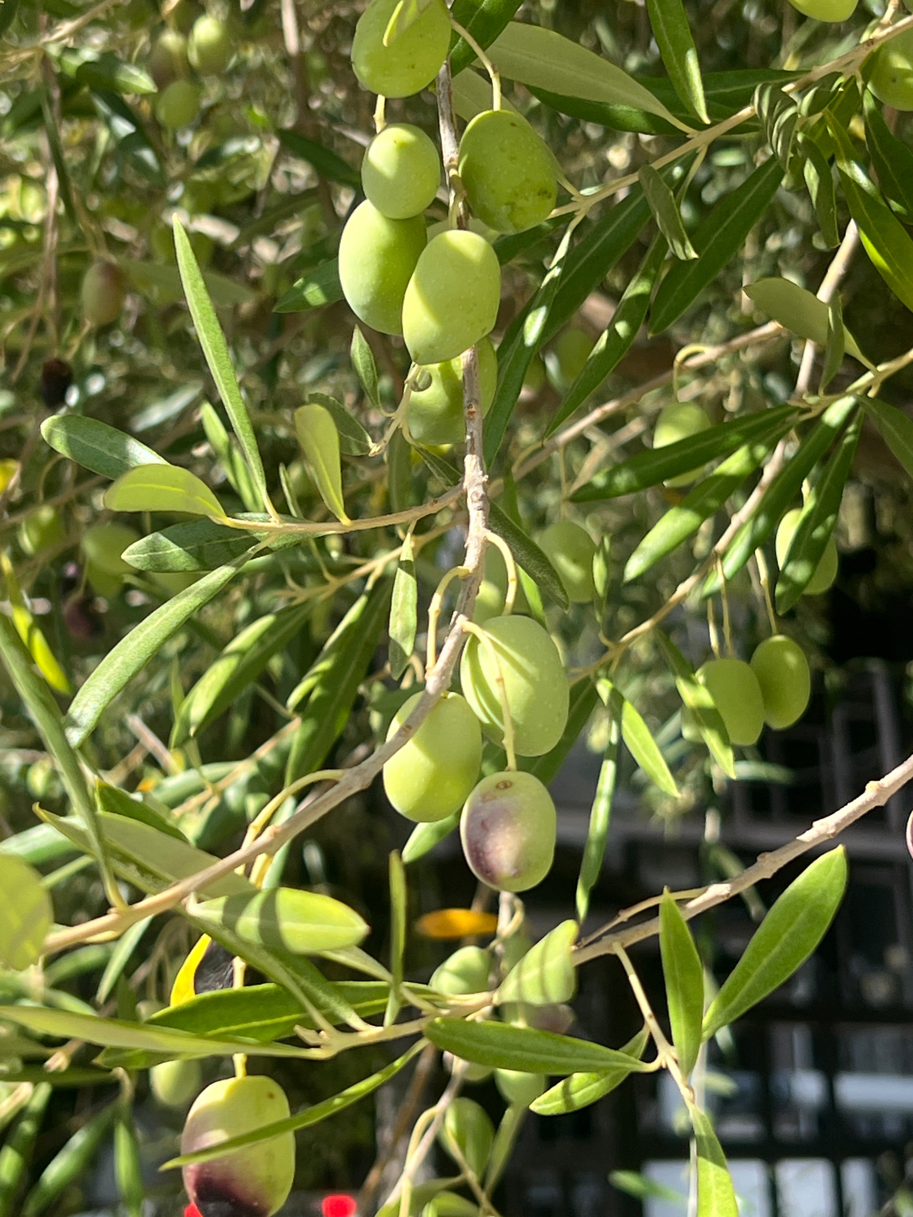 Olive Oil & Skincare: The Timeless Ingredient for Modern Self-Care