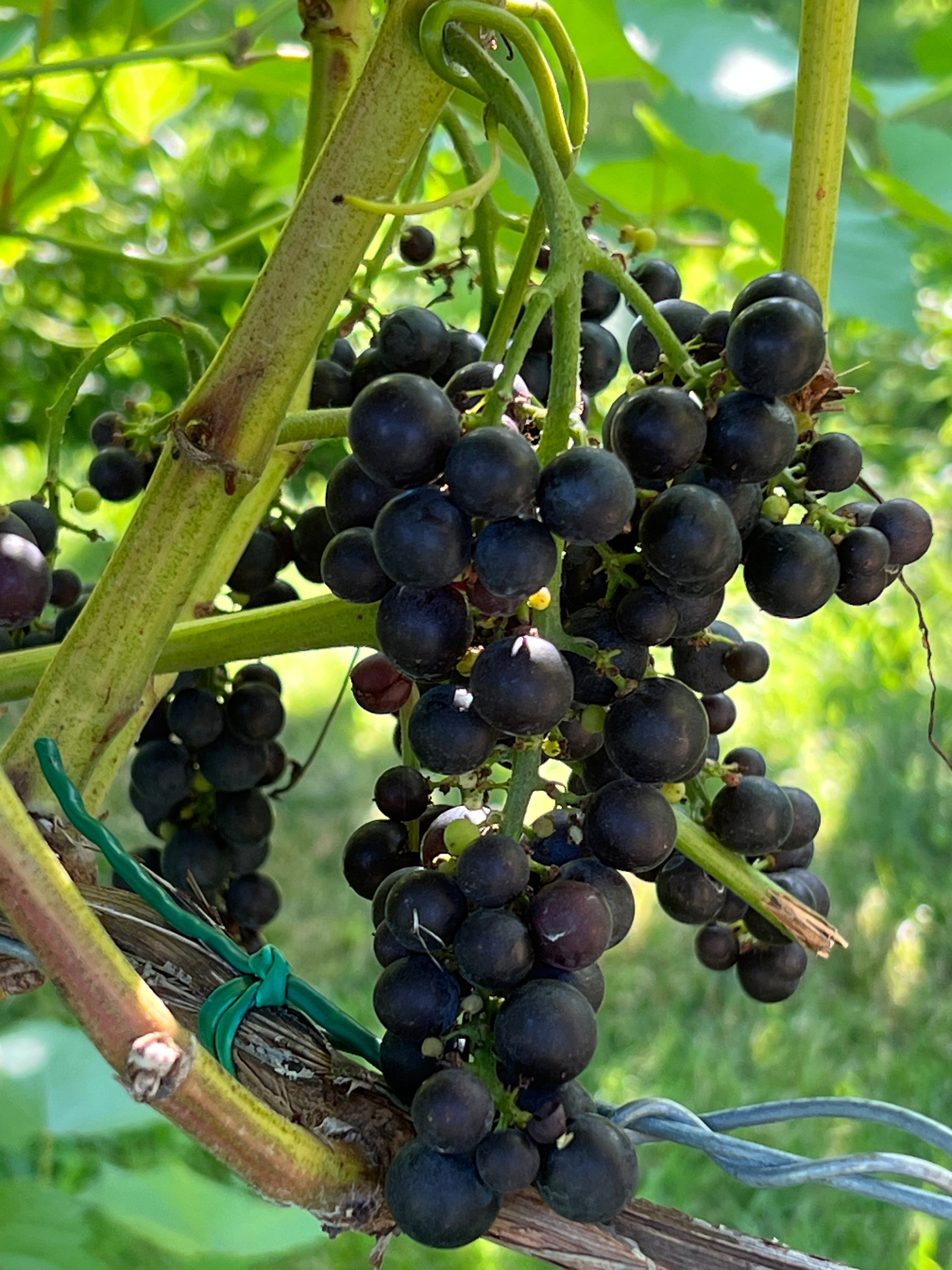 From Grape to Glow: How Upcycled Vineyard Ingredients Transform Skin