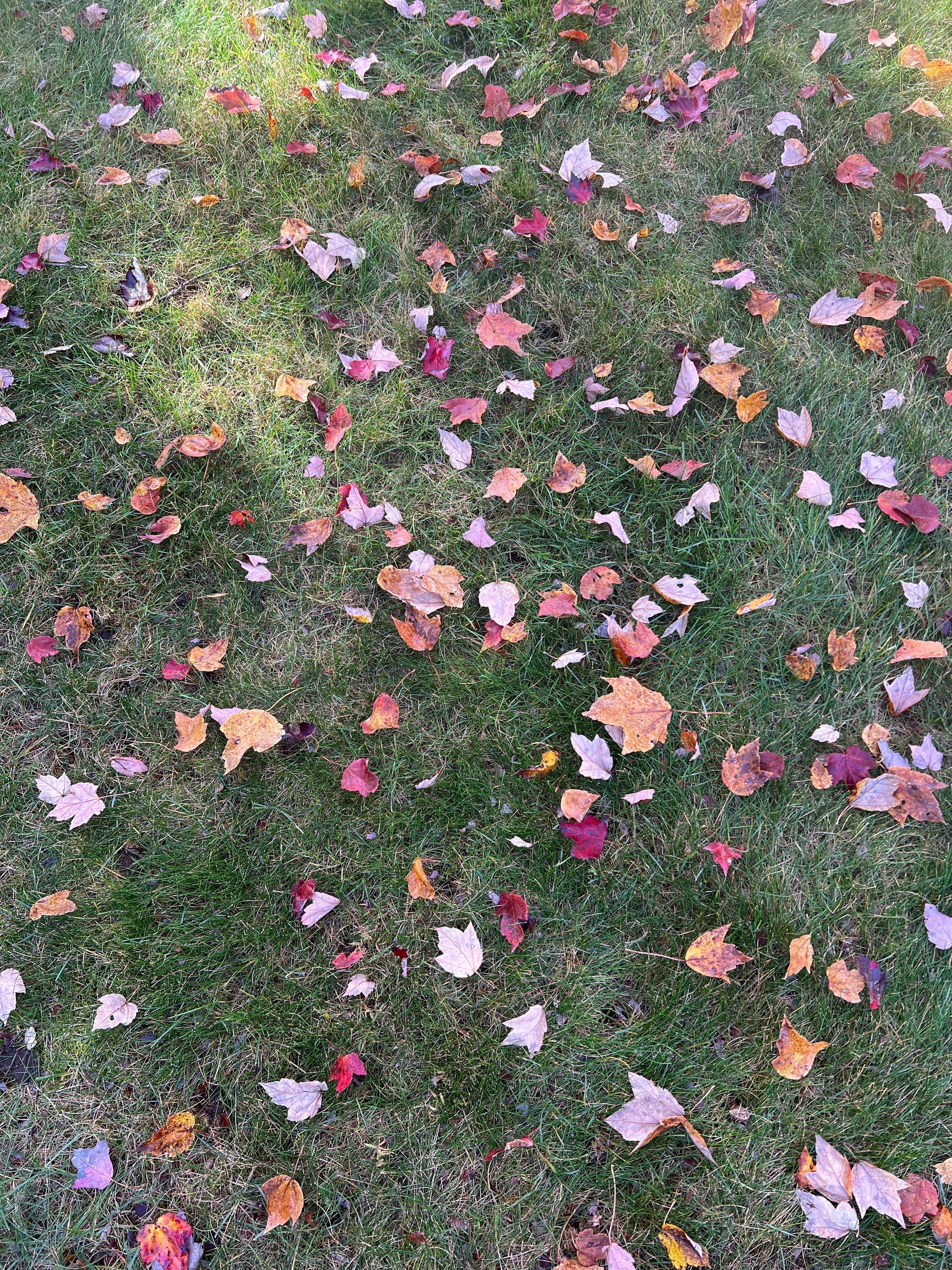 6 Fall Skincare Rituals for Radiant Skin & Calmer Moods